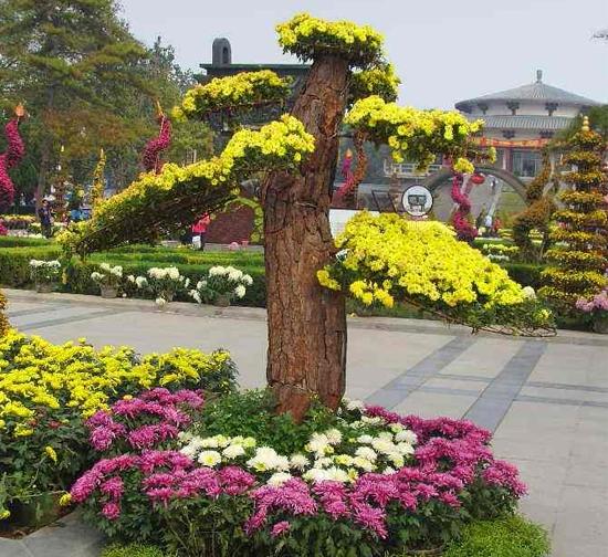 香港 菊花造型